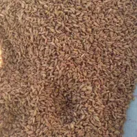 ۵کیسه گندم کوهدشت