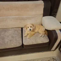 سگ شیتزو تریر