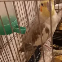 یک جفت عروس هلندی ماده