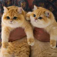 دهکده گربه‌های زیبا ( پرشین / اسکاتیش/ بریتیش )