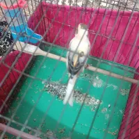 قناری ابلغ نر