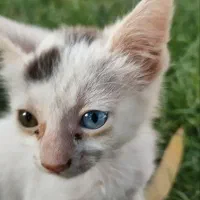 گربه چشم رنگی تا به تا