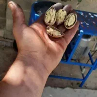 لعل مسگه|خوردنی و آشامیدنی|بجنورد, |دیوار