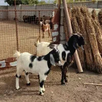 بز و بزغاله