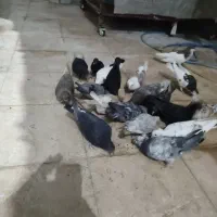 کبوتر رنگی و پلاکی|پرنده|شیراز, بهارستان|دیوار