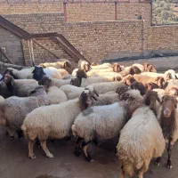میش داشتی آبستن