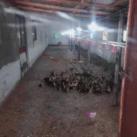 فروش خونه|فروش خانه و ویلا|تولم شهر, |دیوار