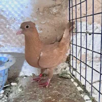 زرد کاکلی کرمونی|پرنده|تربت‌حیدریه, سرمحله|دیوار