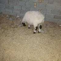 باسلام.گوسفندچاق،نروماده|حیوانات مزرعه|قائن, |دیوار