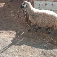 میش با بره|حیوانات مزرعه|معصومیه, |دیوار