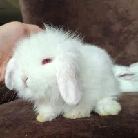 خرگوش های مینی لوپ مستر لوپی|موش و خرگوش|کرج, کرج نو|دیوار