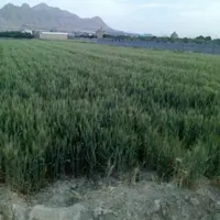 فروش زمین ۱۴۰۰ متری در گورت|فروش زمین و ملک کلنگی|اصفهان, گورت|دیوار