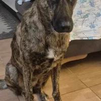 واگذاری سگ ماده بومی واکسن خورده شناسنامه دار|سگ|آمل, |دیوار