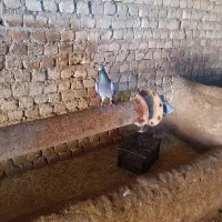 پلاکی مسافتی