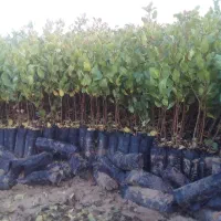 فروش نهال پسته|خدمات باغبانی و درختکاری|ورامین, شهرک ولیعصر|دیوار