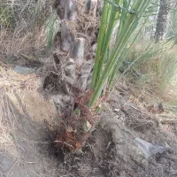 شراکت در کاشت باغ نخل خرما