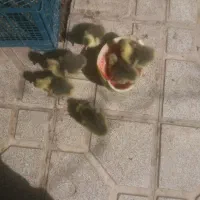 جوجه غاز