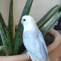 طوطی برزیلی|پرنده|همدان, |دیوار