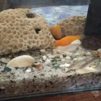 تعدادی ماهی