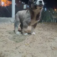 معاوزه باسراب|سگ|مریوان, |دیوار