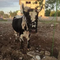 ورزاچالوسی بزن