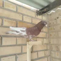 کله سرخ ذات قدیم