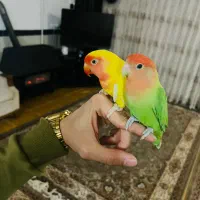 طوطی برزیلی|پرنده|جوانرود, |دیوار