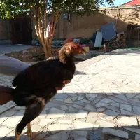 جوجه لاری