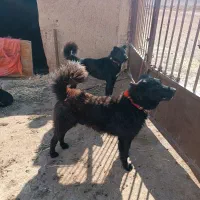 سگ گله ای|سگ|بروجن, |دیوار