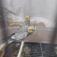 عروس هلندی|پرنده|شیروان (خراسان), |دیوار