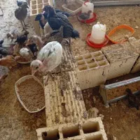 جوجه محلی نژاد دار با بهترین قیمت