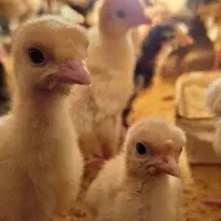 جوجه بوقلمون بیوتی سیکس