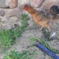 مرغ