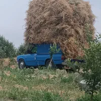 علوفه دامی