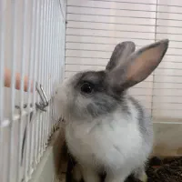 فروش فوری خرگوش دورگه