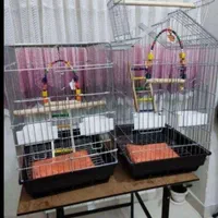 ففس میناعروس هلندی طوطی برزیلی پرنده کاسکوگرینچیک|لوازم جانبی حیوانات|تهران, جیحون|دیوار