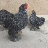 مرغ و خروس کوشین
