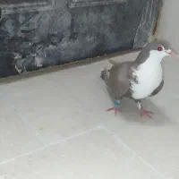 کفتر رنگه|پرنده|بیرجند, |دیوار