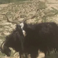 نربز برا قربانی