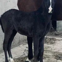 نریان و مادیان