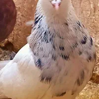 کبوتر سینه طوقی