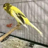 قناری رسمی بلند