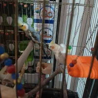 عروس هلندی سخنگو ۲عدد