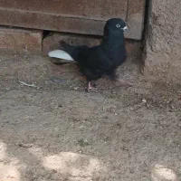 کبوتر.زاغ دم سفید