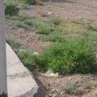 زمین،۱۰۰متر،نبش،قابل خرید وفروش وساخت|فروش زمین و ملک کلنگی|قم, زاویه|دیوار