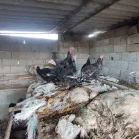 فروش بوقلمون محلی|حیوانات مزرعه|زرگرشهر, |دیوار