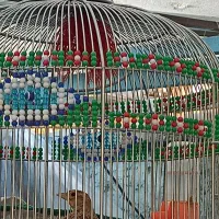 سهره خاکی|پرنده|کرمان, |دیوار