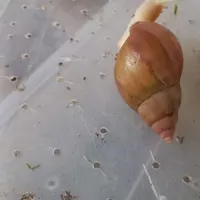 حلزون برای جوانسازی پوست