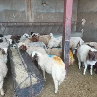 بره نر سبک مناسب پروار