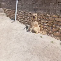 فروش سگ سرابی نگهبان
